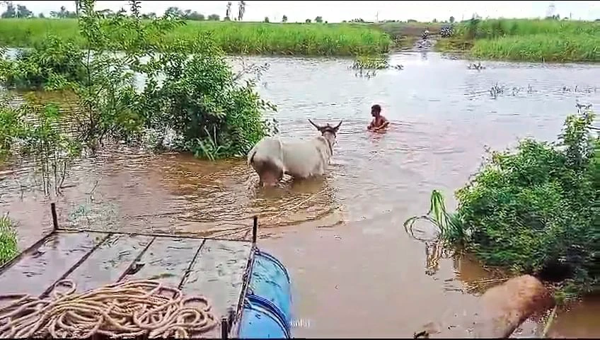 ನಡುಗಡ್ಡೆಯಾದ ಜನವಸತಿ: ಜನ, ಜಾನುವಾರು ಸ್ಥಳಾಂತರ