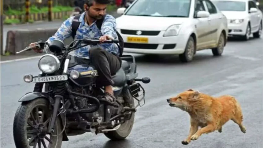 कुत्ते बाइक वालों पर क्यों भौंकते हैं? जानें इसके पीछे के कारण और इससे बचने का तरीके…