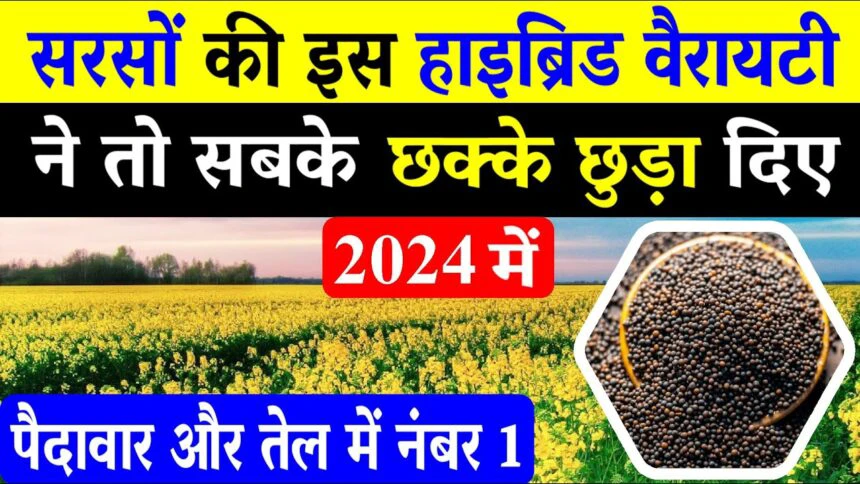 2024 में सरसों की इस हाइब्रिड वैरायटी ने तो सबके छक्के छुड़ा दिए ,जानिए क्या है इस वैरायटी की विशेषताएं,…