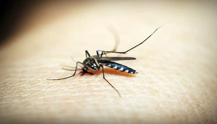 Delhi reports over 1000 dengue cases in Nov, total tally crosses 3000 mark People News Time
