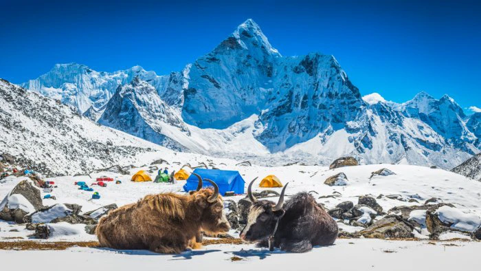 Himalayan yak gets FSSAI's food animal tag People News Time