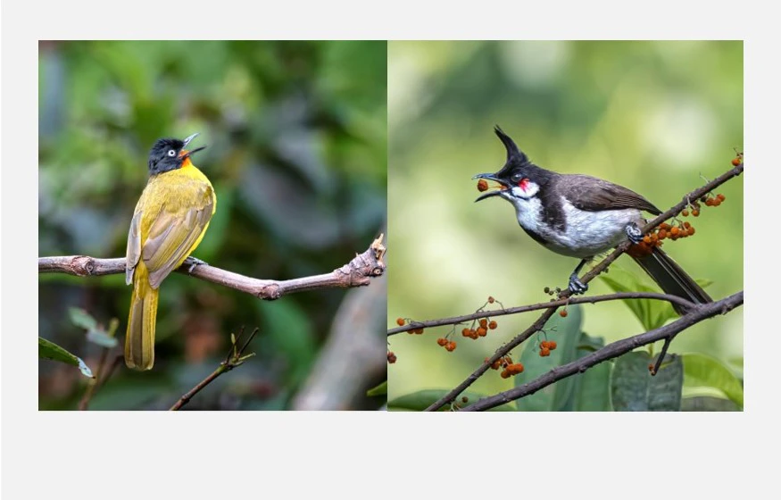 indian nightingale bird