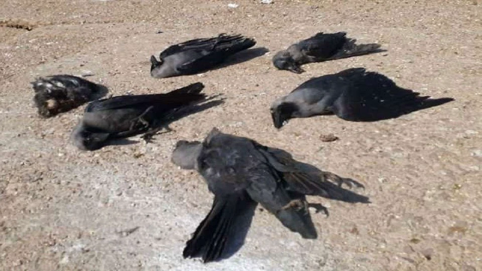 जिल्ह्यातील पक्ष्यांच्या मृत्यू प्रकरणी गडाख म्हणाले कि..