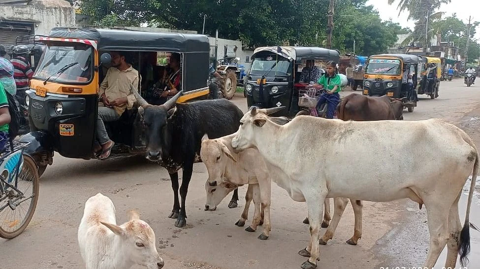 ಬೀಡಾಡಿ ದನ ತಿವಿದು ವೃದ್ಧ ಸಾವು: ಗದಗ ಬೆಟಗೇರಿ ನಗರಸಭೆ ವಿರುದ್ಧ ಜನರ ಆಕ್ರೋಶ