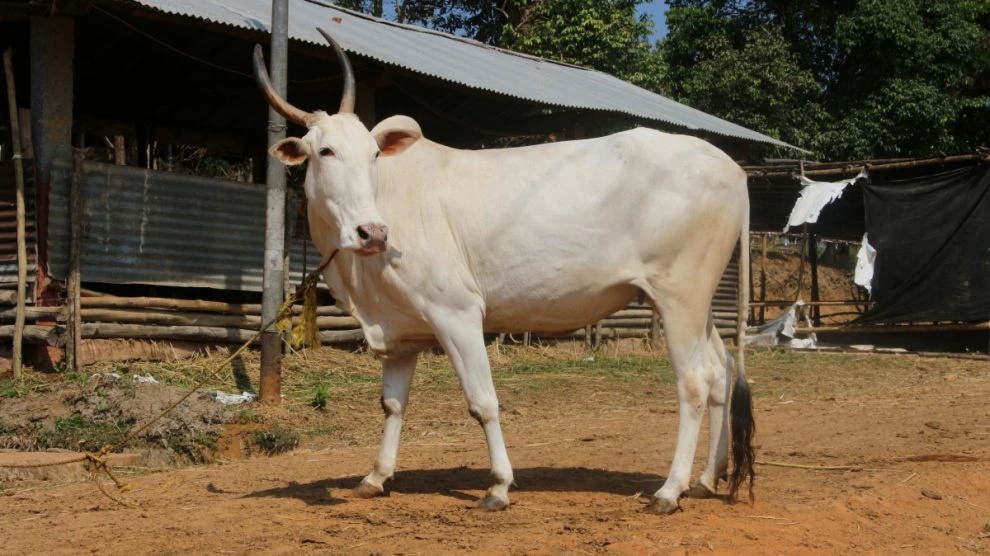 भारतात सर्वाधिक मागणी असलेल्या 'ह्या' आहेत गाई, जाणून घ्या